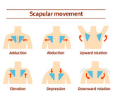 Movement of the scapula Muscular action