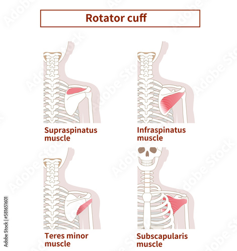 Illustration of the anatomy of the Rotator Cuff