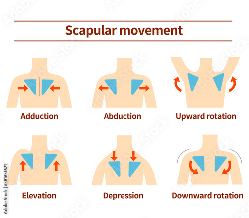 Movement of the scapula Muscular action photo