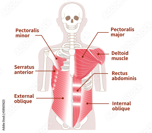 Large muscles in the abdomen, chest, and shoulders Outer and inner muscles