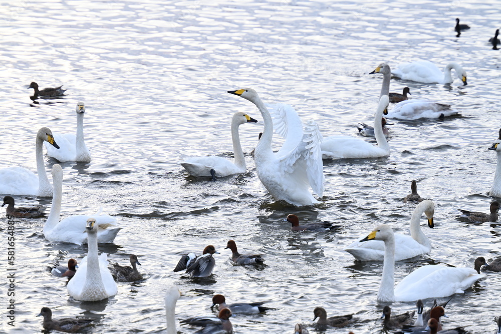 Scenery of a lake with swans that fly to Japan to spend the winter Scenery of a lake with swans that fly to Japan to spend the winter