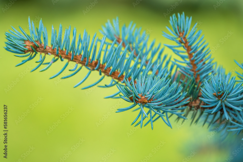 Green spruce branches in spring with new fresh cones. Green spruce branches in spring with new fresh cones.