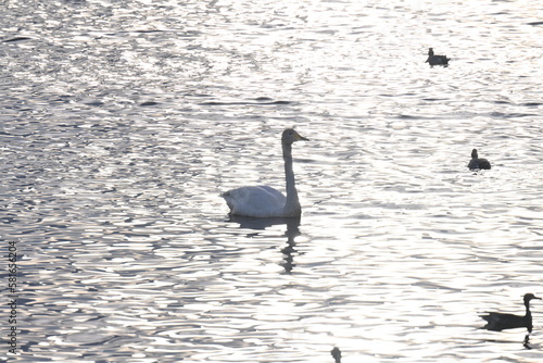 Scenery of a lake with swans that fly to Japan to spend the winter