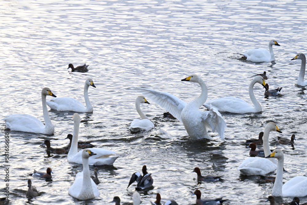 Scenery of a lake with swans that fly to Japan to spend the winter Scenery of a lake with swans that fly to Japan to spend the winter