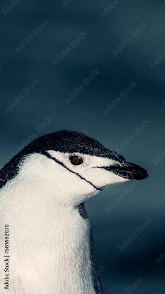 Fototapeta premium Portrait of Chinstrap Penguin in Antarctica