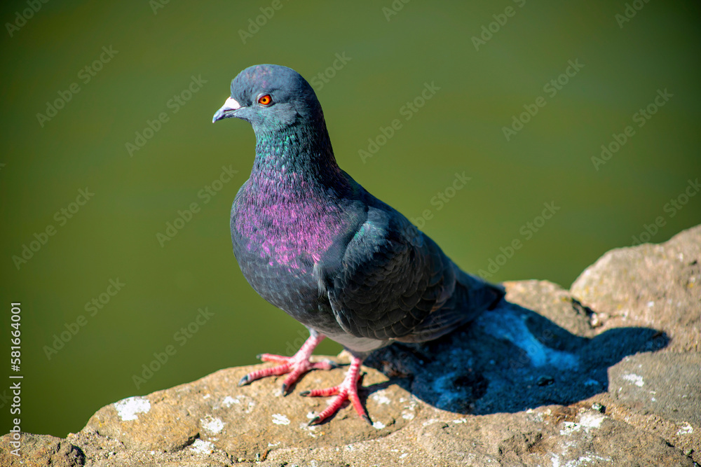 Gray pigeon with some purple with orange feet and white beak in afternoon sunlight sitting on edge of rock Gray pigeon with some purple with orange feet and white beak in afternoon sunlight sitting on edge of rock