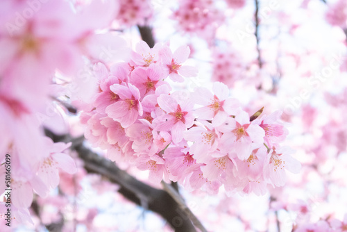 ピンク桜を咲く