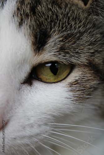 Detail of common tabby cat - macro photography