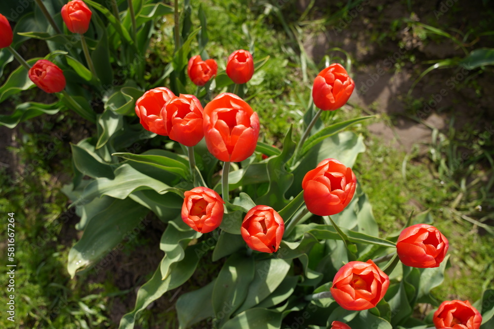 red tulips in spring