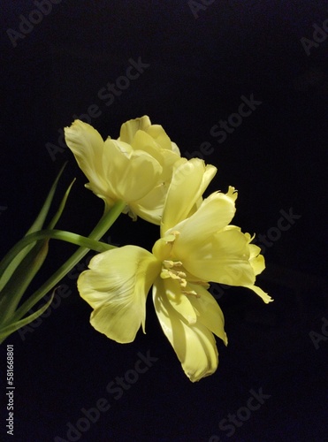 Yellow tulip on the black background