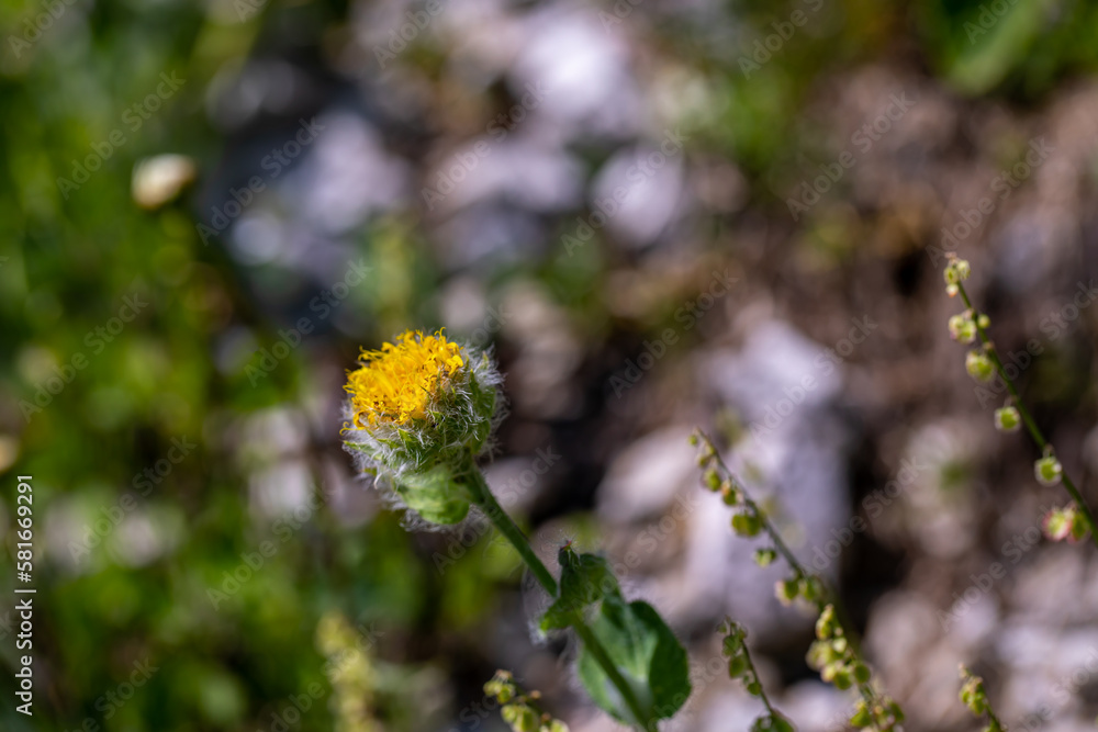 Hieracium villosum flower growing in mountains Hieracium villosum flower growing in mountains