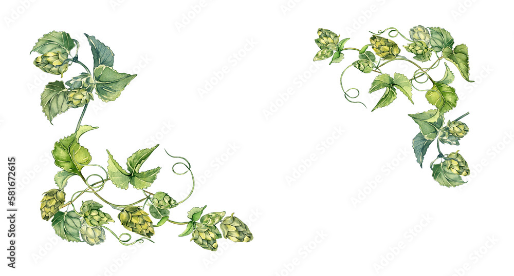 Frame of hop vine, plant humulus watercolor illustration isolated on white background. Frame of hop vine, plant humulus watercolor illustration isolated on white background.