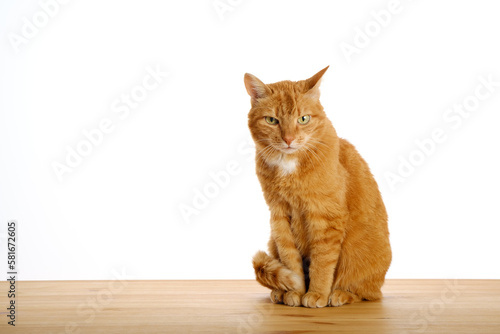 Ginger cat sitting on wooden table floor and looking suspicious at camera isolated on white background. Pets at home. Copy space.