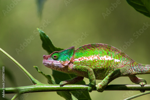 Parson chameleon (Calumma parsonii cristyfer) at Analamazaotra National Park in Madagascar
 photo