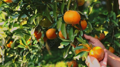 organic orange agriculture harvest plantation.	