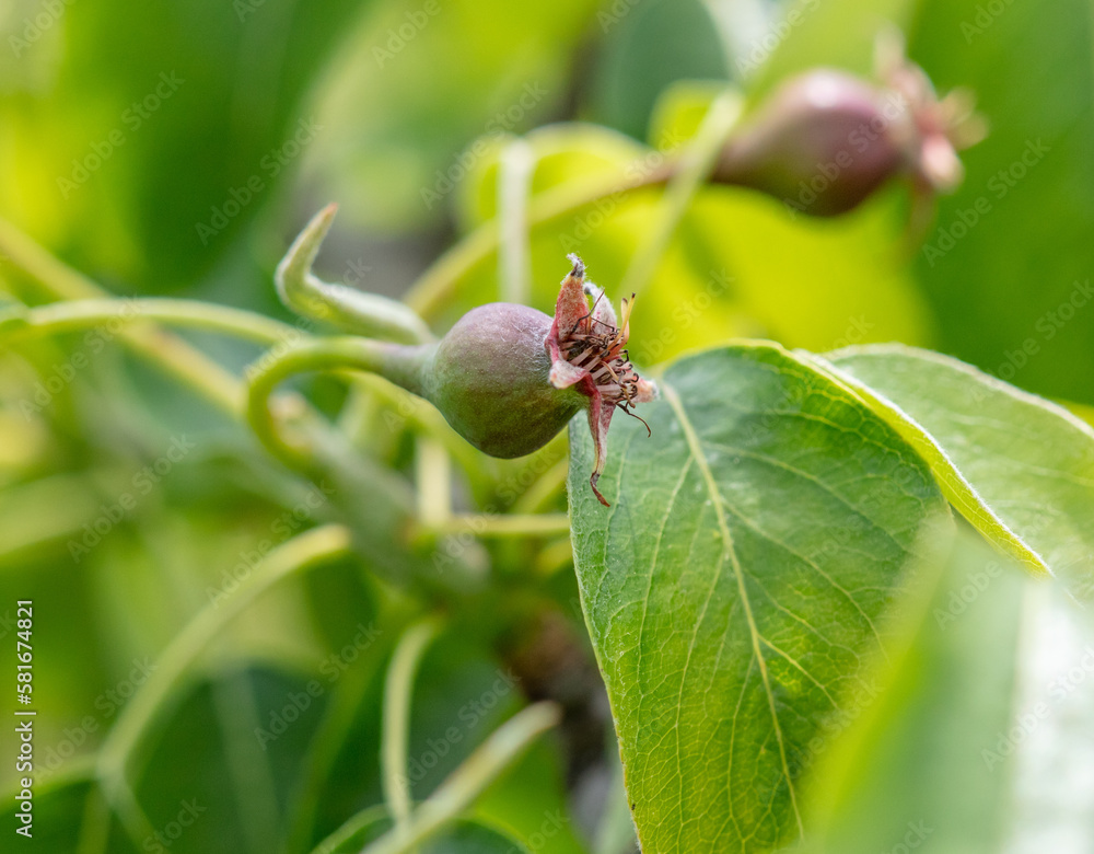 Small pears on a tree in spring. Small pears on a tree in spring.