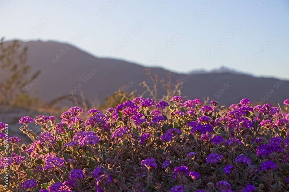 Obraz premium Although it may seem counterintuitive to head to the desert to look for flowers, parts of Anza Borrego Desert State Park had beautiful patches of wildflowers amid the harsh Colorado Desert landscape