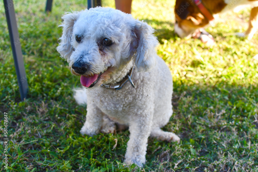 dog, maltese, poodle, happy puppy, small dog, white dog, tongue, 