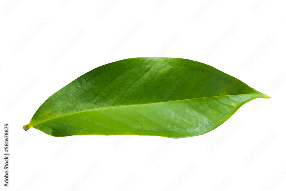 Obraz premium Syzygium Malaccense leaf on white background