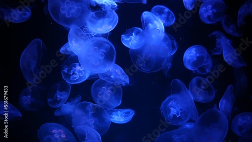 Group of jellyfish
