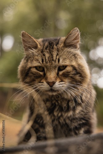 sad cat