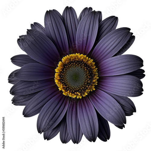 realistic dark purple flower isolated object design elements transparent background