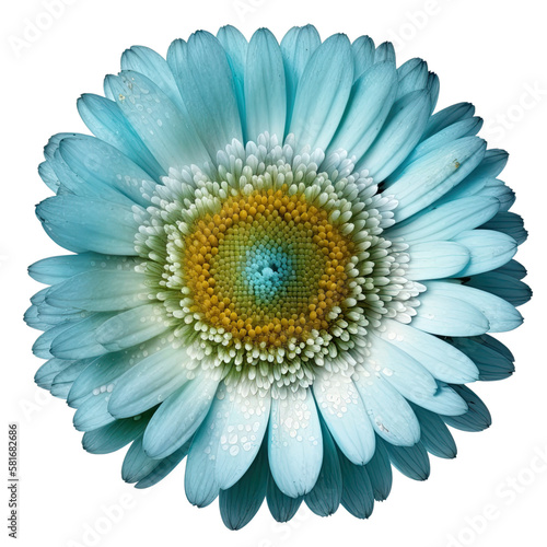 Blue flower isolated object design elements transparent background