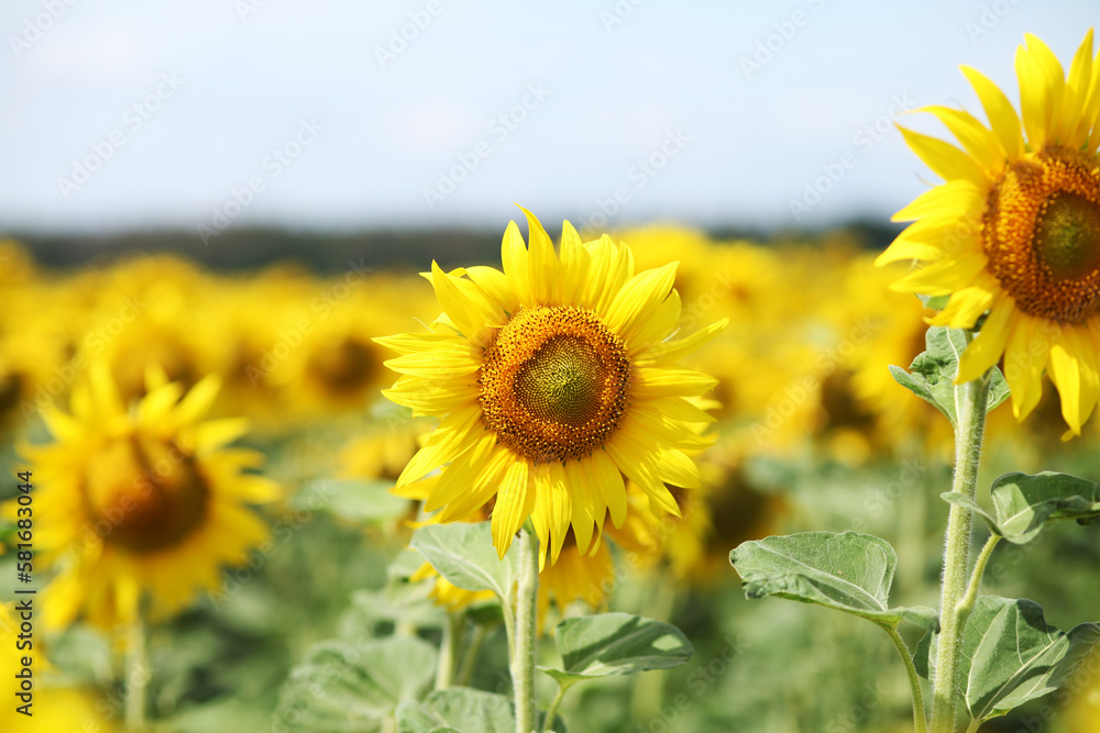 Fototapeta premium sunflower field in the summer