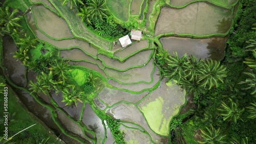The stunning Tegalalang Rice Terrace, part of the Cultural Landscape of Bali Province UNESCO World Heritage Site, comprises cascading emerald-green fields worked by local rice farmers. photo
