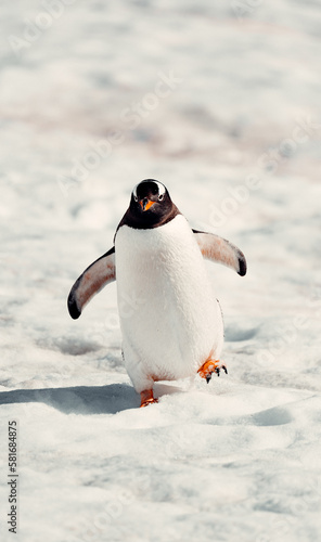 Cute Frontal of Gentoo Penguin Waddling In Snow In Antarctica, Resembles Happy Feet