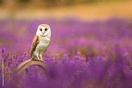 The Barn owl (Tyto alba) sitting on a wooden wheel in a lavender flowering field. Pink and purple color blossom.
