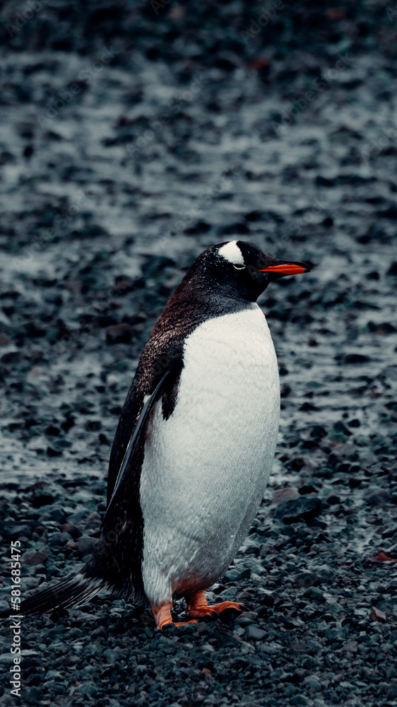 Fototapeta premium Gentoo Penguin standing on rocky shore In Antarctica