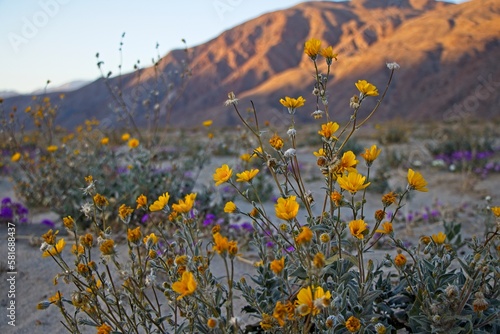 Although it may seem counterintuitive to head to the desert to look for flowers, parts of Anza Borrego Desert State Park had beautiful patches of wildflowers amid the harsh Colorado Desert landscape.