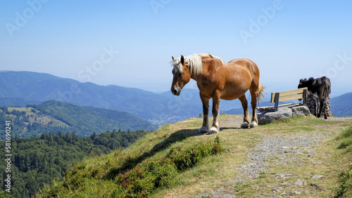 Fotografie Le cheval de trait