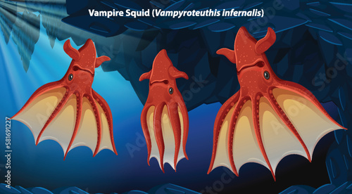 Vampire Squid (Vampyroteuthis infernalis) photo