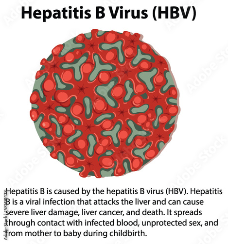 Hepatitis B Virus (HBV) with explanation