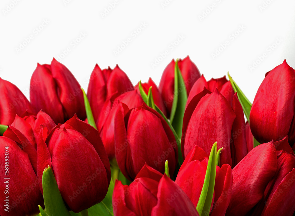 tulip flower spring bouquet tulips tulip flower spring bouquet tulips