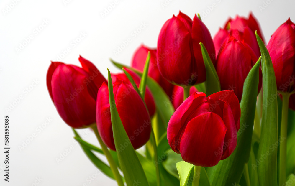 tulip flower spring bouquet tulips tulip flower spring bouquet tulips