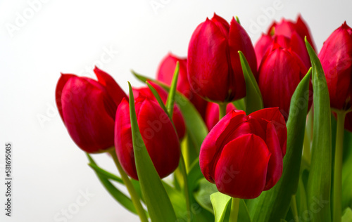 Wallpaper Mural tulip flower spring bouquet tulips Torontodigital.ca