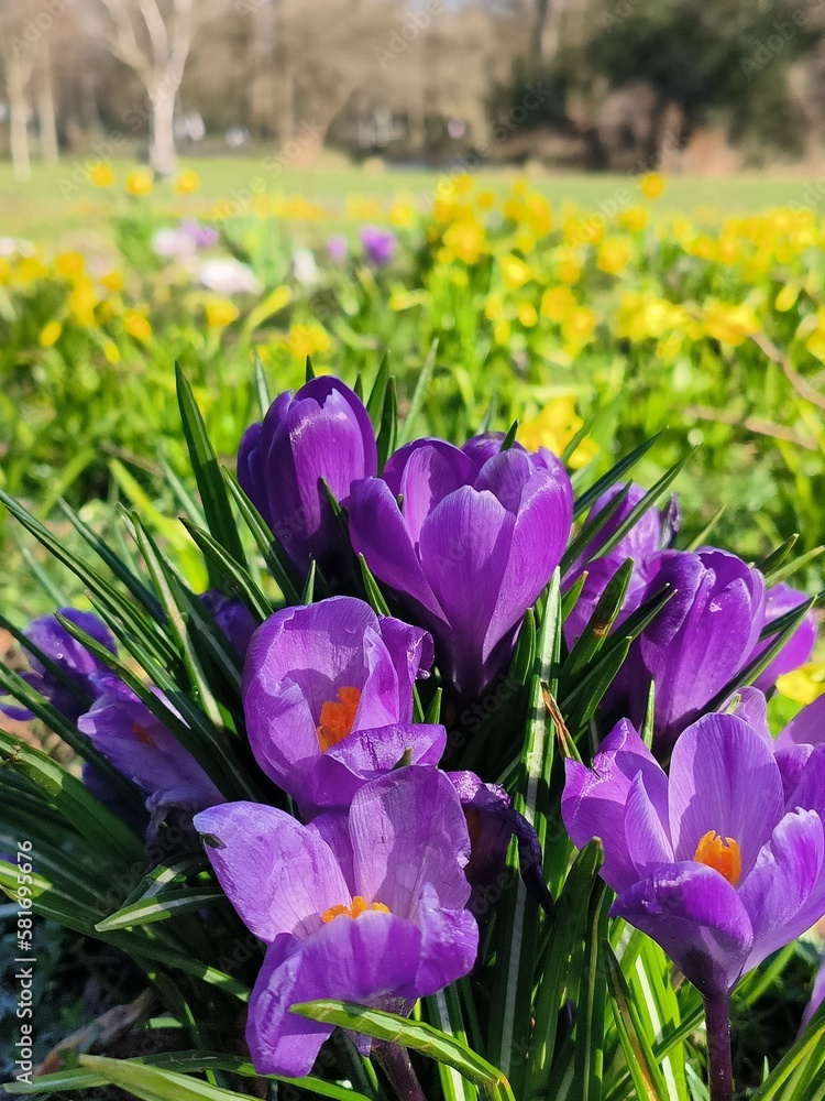 purple and yellow tulips