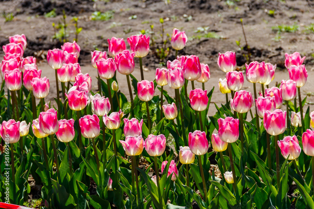 Large flowerbed of pink tulips in the park at spring Large flowerbed of pink tulips in the park at spring