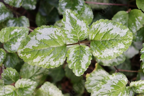 leaves of yellow archangel (Lamium galeobdolon) in full frame