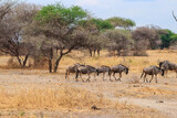 Herd of blue wildebeest (Connochaetes taurinus) in Tarangire National Park, Tanzania