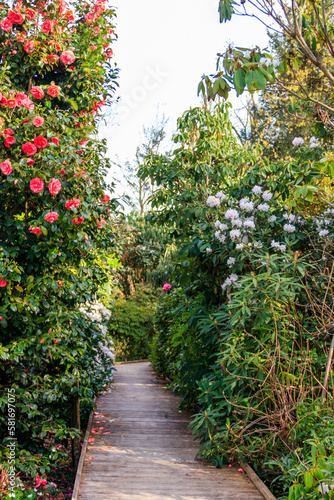 Fototapeta Naklejka Na Ścianę i Meble -  Path between beautiful blooming rhododendrons and camellia trees in botanical garden at spring
