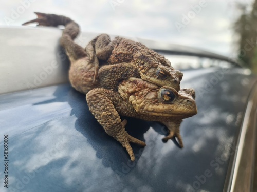 frog on the car