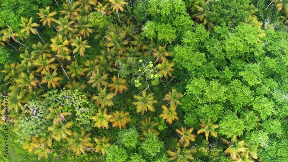 Aerial view of the palm forest in the Maldives. Bright leaves of exotic plants. Aerial top view of the tropical forest. Endless palm jungle. Scenic landscape of nature. Aerial view of the palm forest in the Maldives. Bright leaves of exotic plants. Aerial top view of the tropical forest. Endless palm jungle. Scenic landscape of nature.