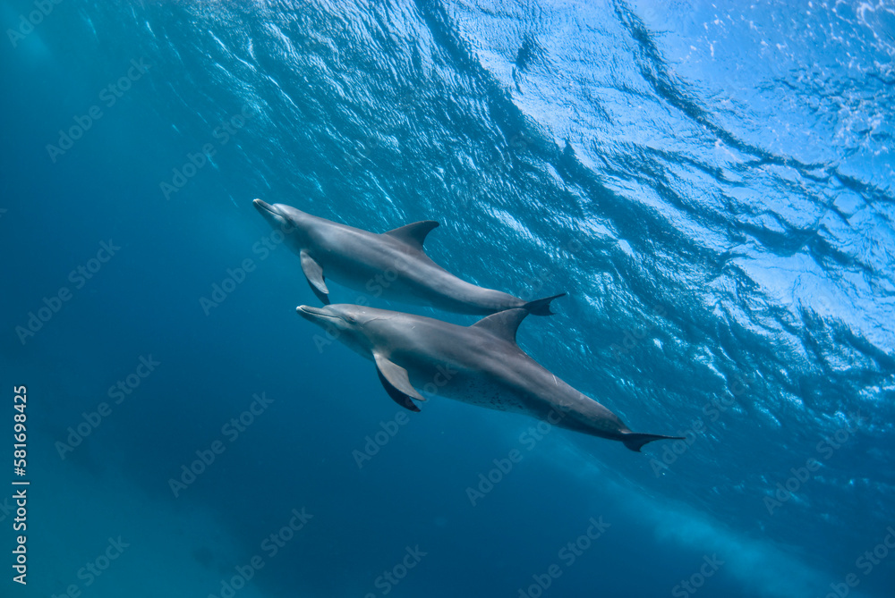 Two indic bottlenose dolphins (tursiops aduncus) swimming in the ocean