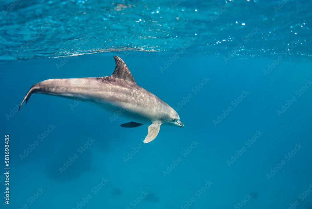 Fototapeta premium A dolphin (tursiops aduncus) swims under the surface of the ocean