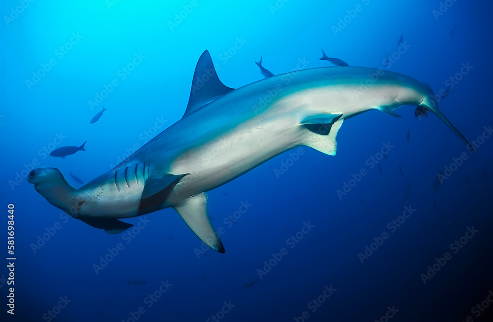 Close up of a hammerhead shark (Sphyrna lewinii) in the blue		