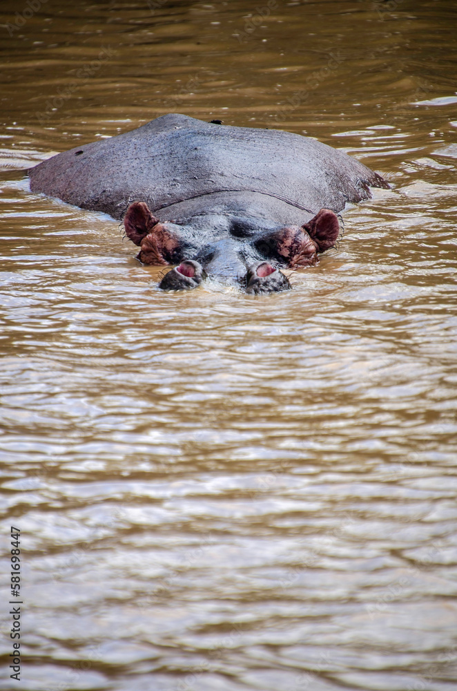 Vertical shot of a hippo swimming in the water with its head sticking out of the water Vertical shot of a hippo swimming in the water with its head sticking out of the water